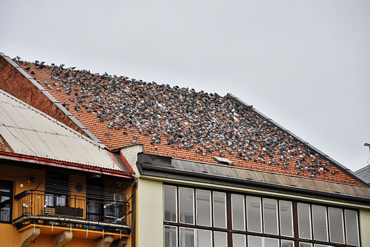 A2B Pest Control are able to install spikes to deter birds from roofs in Minehead. 