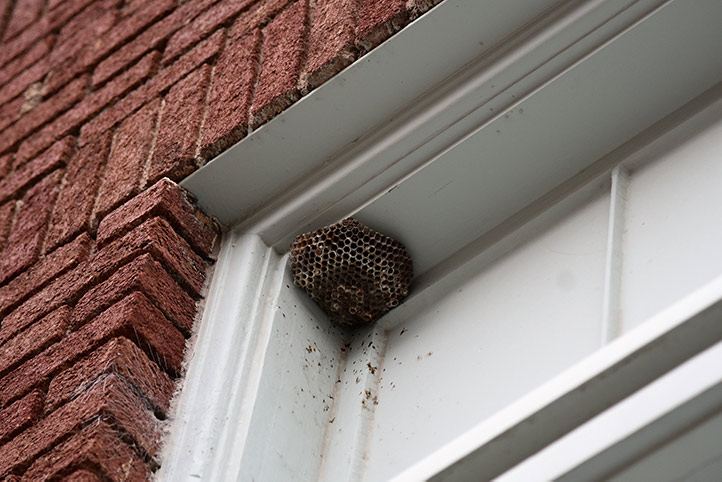 We provide a wasp nest removal service for domestic and commercial properties in Minehead.